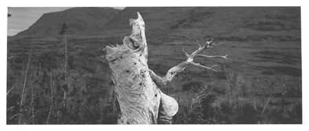 Old Man Tree